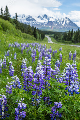Purple Lupin blooming in Spring in the Delta Mountains of Alaska © DCrane Photography