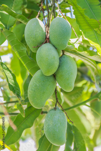 Fresh green mango on tree.