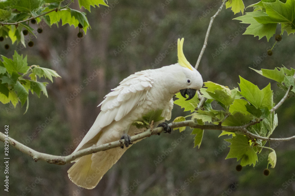 Sulphur Crested Cockatoo in Australia