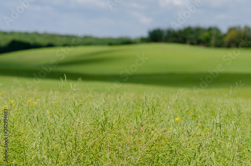 landscape with green grass and sky photo