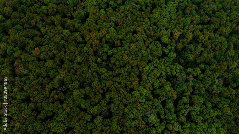 A forest, shot from above.