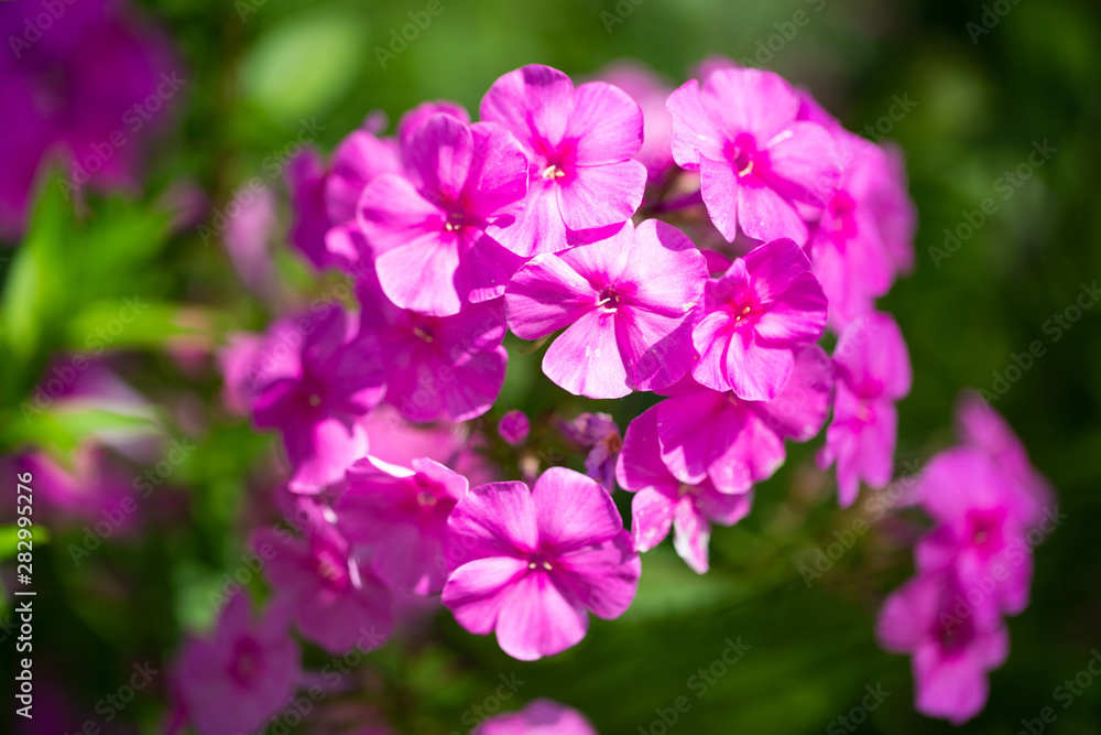 Gilliflower, pinkfarbene Blüte, Gartenarbeit