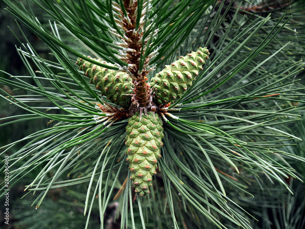 Photo of young pine cones that shot closeup. Photo of young pine cones that shot closeup.