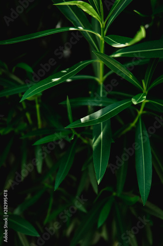 Background of fresh green leaves.  Green leaves pattern background  Natural background and wallpaper