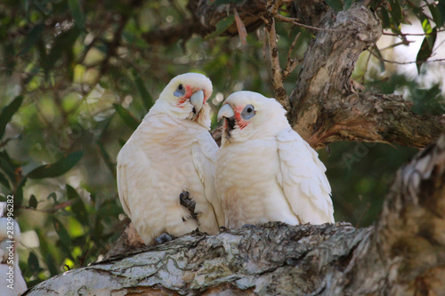 Little Corella Cockatoo in Australia