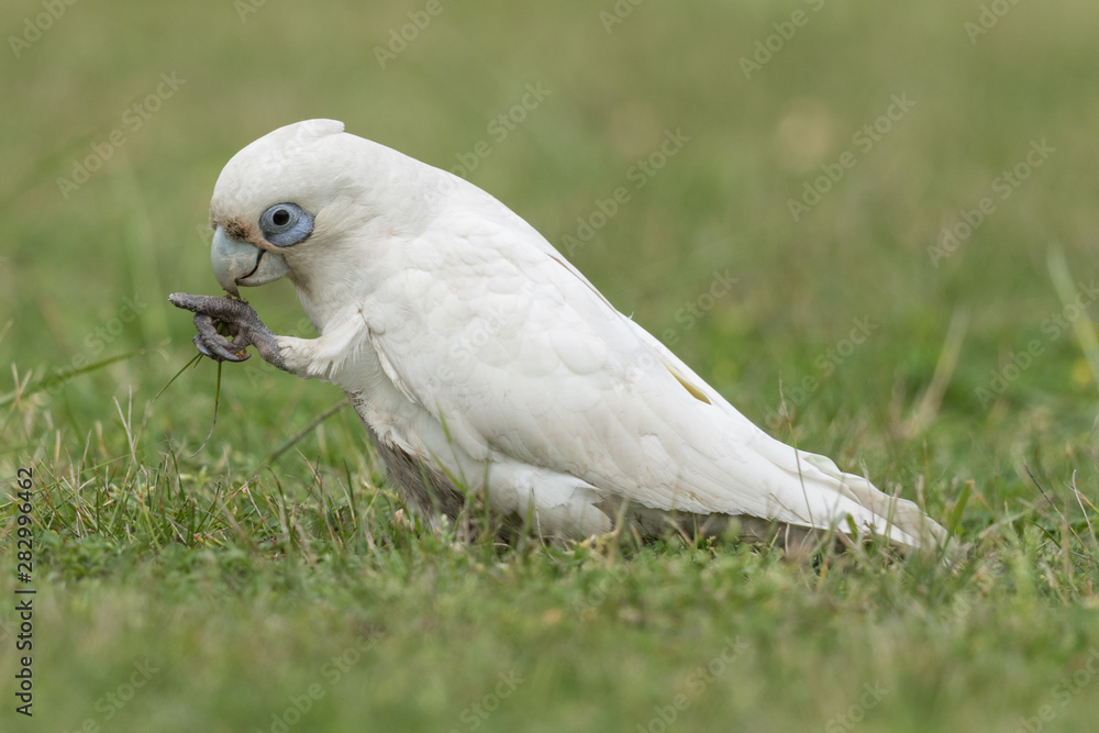 Fototapeta premium Little Corella Cockatoo in Australia