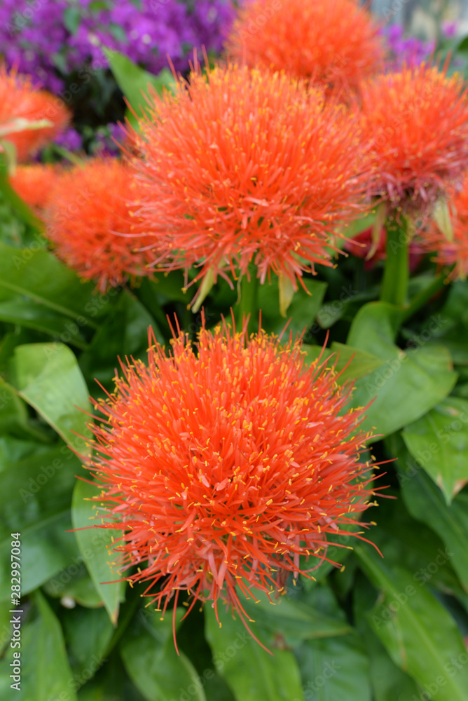 Blutblumen (Haemanthus) Blutblumen (Haemanthus)