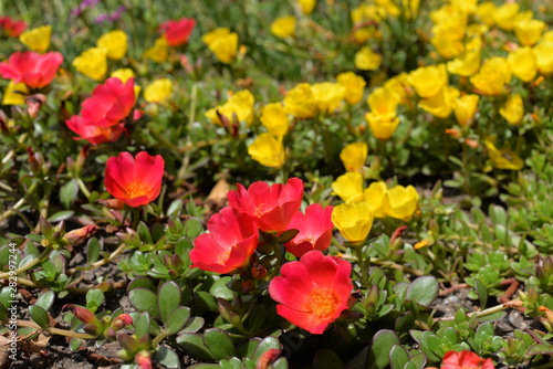 Sedum Blumen 