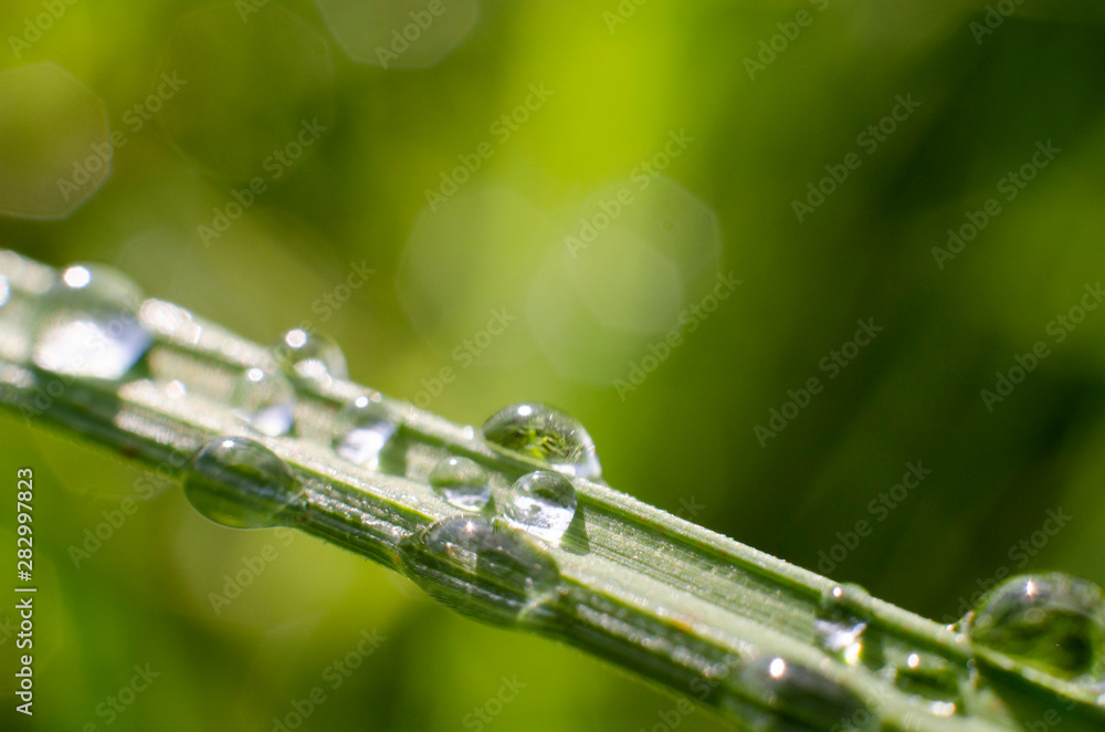 Sparkling rain drops on the leaves macro Sparkling rain drops on the leaves macro