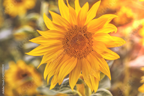 Dekoration mit Sonnenblumen © Gisela