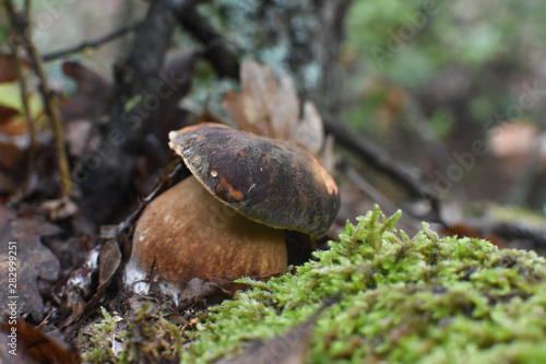 Foto Boletus mushroom (Boletus aereus) in the forest