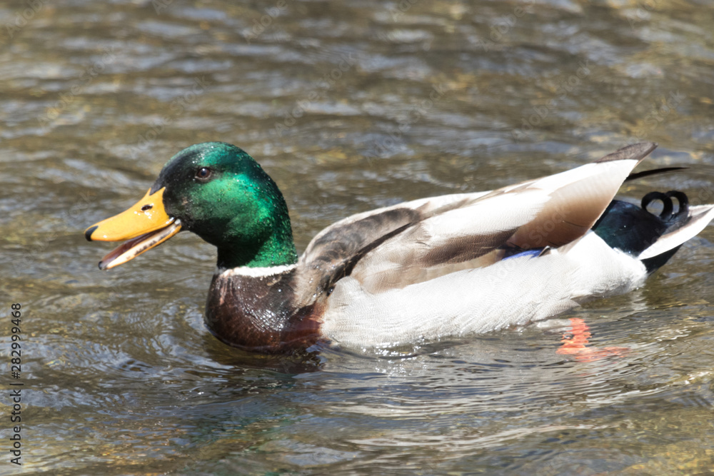 Northern Mallard in Pennslyvania USA Northern Mallard in Pennslyvania USA