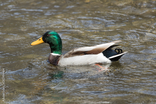 Northern Mallard in Pennslyvania USA