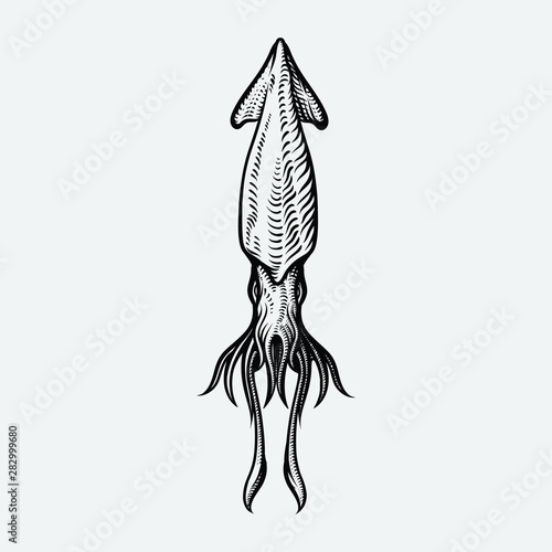 Vector vintage squid drawing. Hand drawn monochrome seafood illustration. Great for menu, poster or label. 