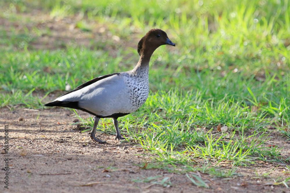 Australian Wood Duck Australian Wood Duck