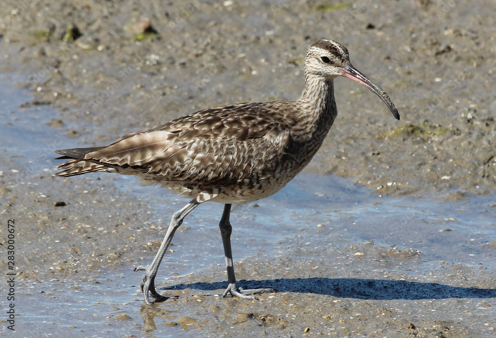 Whimbrel in Australia Whimbrel in Australia