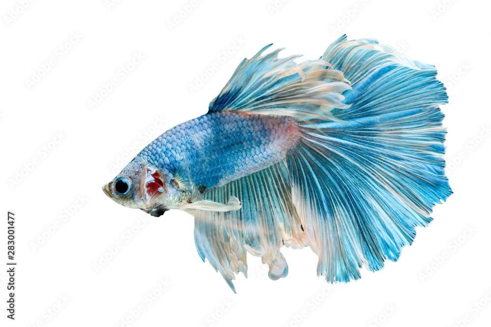 Fototapeta premium Betta Fish, Betta splendens ,Siamese fighting fish, blue fish on White background.