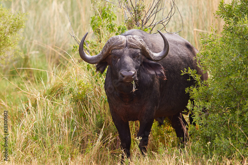 Big male African buffalo standing in the grass