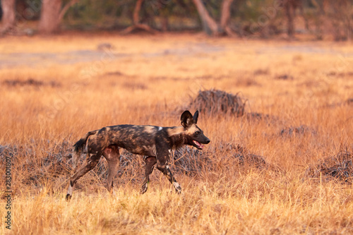 Wild dog during sunset in the grass
