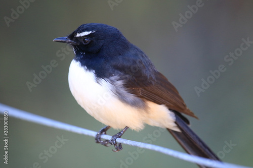 Willy Wagtail in Australia