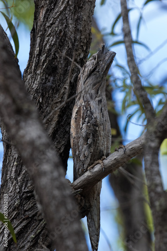 Tawny Frogmouth in Australia