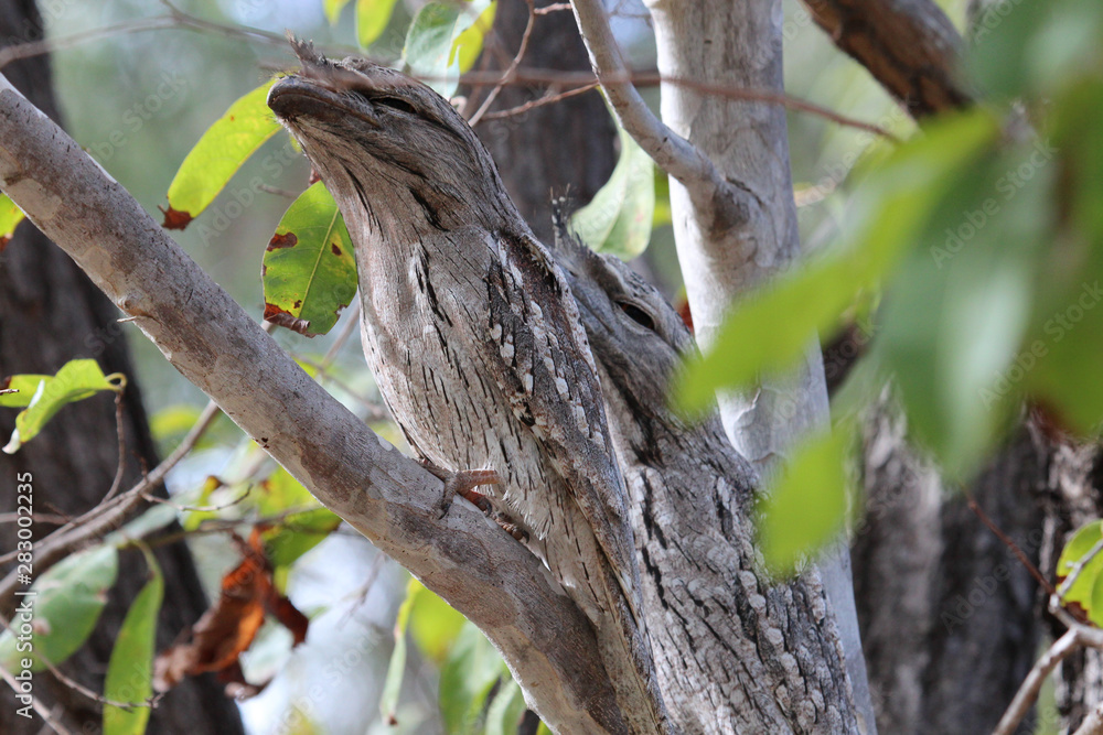 Tawny Frogmouth in Australia