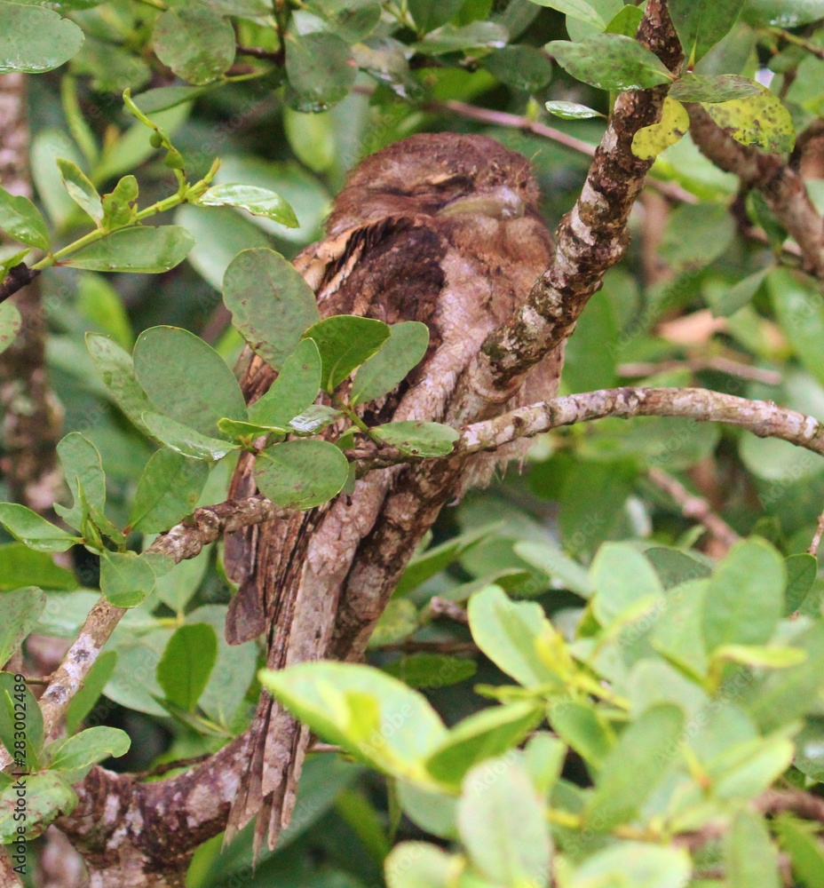 Papuan Frogmouth in Australia