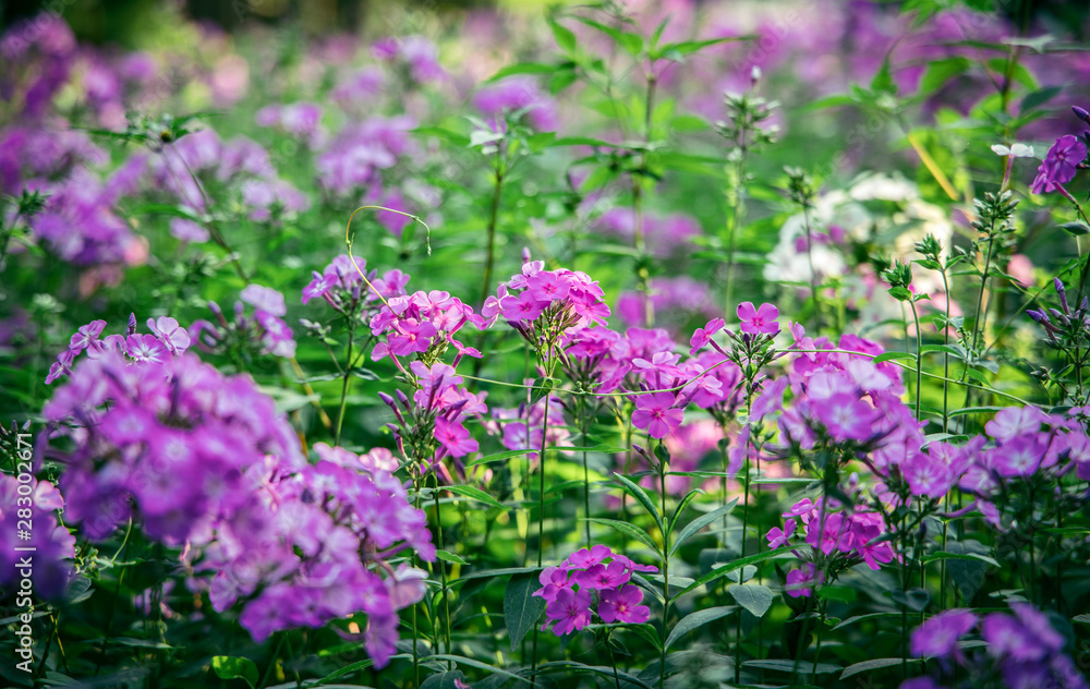 small pink flowers in park garden natural environment small pink flowers in park garden natural environment