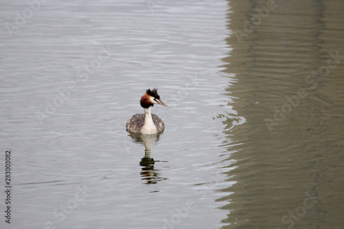 Great Crested Grebe in England