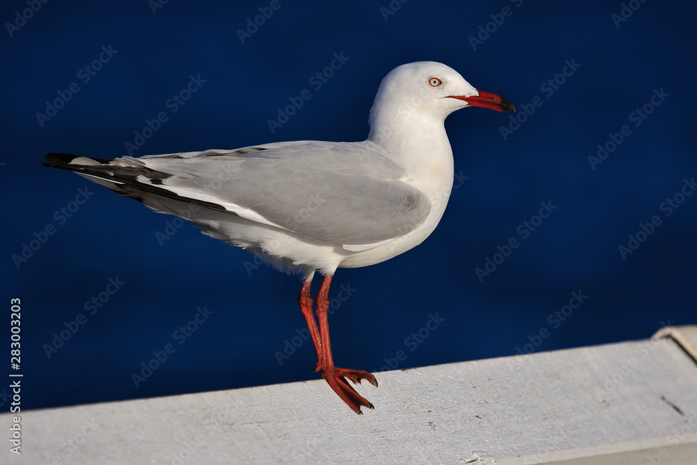 Silver Gull in Australasia Silver Gull in Australasia