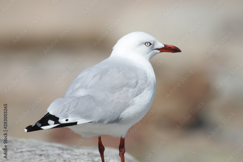 Silver Gull in Australasia Silver Gull in Australasia