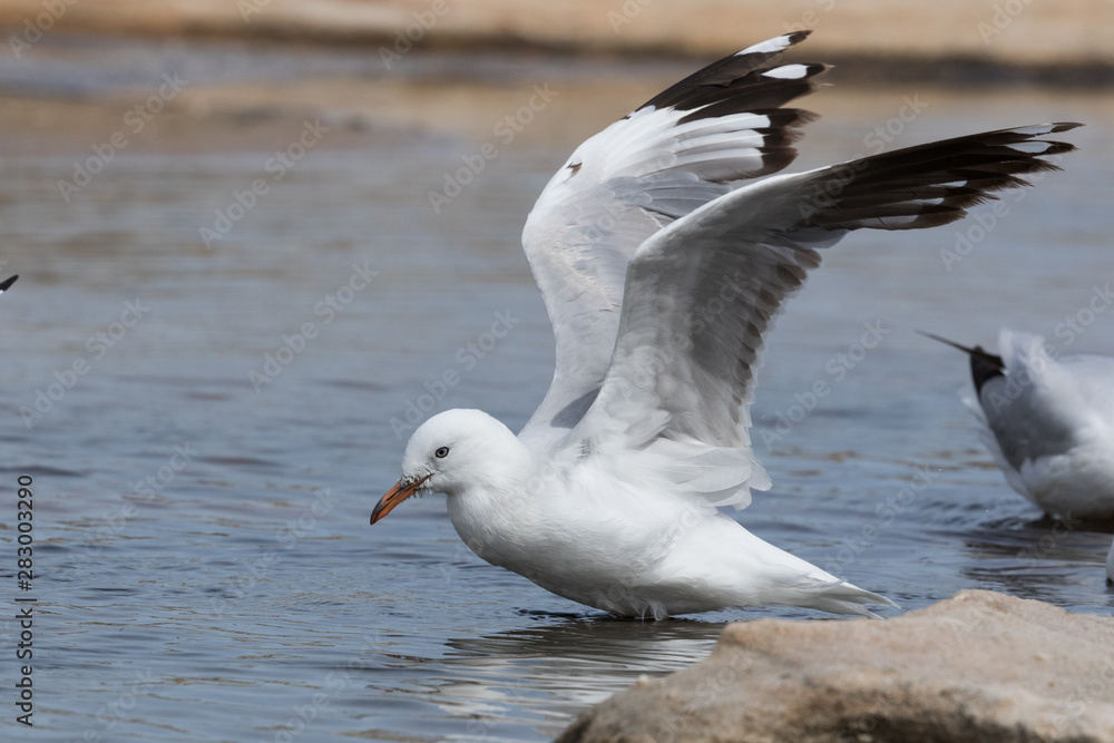Fototapeta premium Silver Gull in Australasia