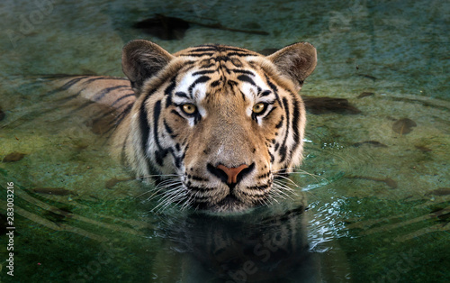 tiger in the green water