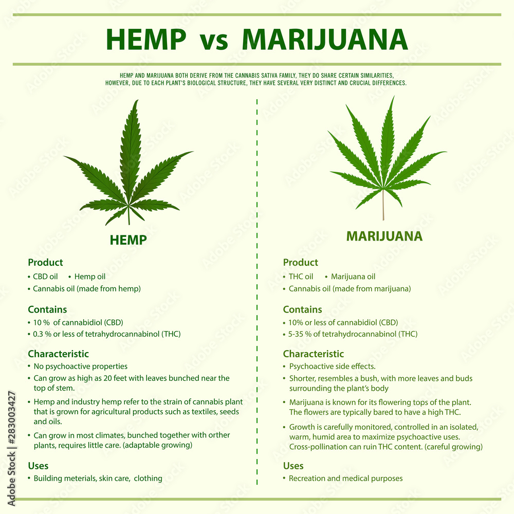 Hemp vs Marijuana square infographic illustration about cannabis as herbal alternative medicine and chemical therapy, healthcare and medical science vector.