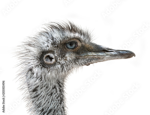 portrait of an ostrich isolated on white