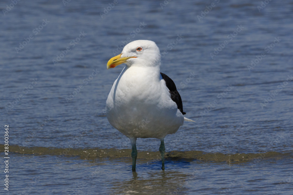 Southern Black Back Gull in Australasia Southern Black Back Gull in Australasia