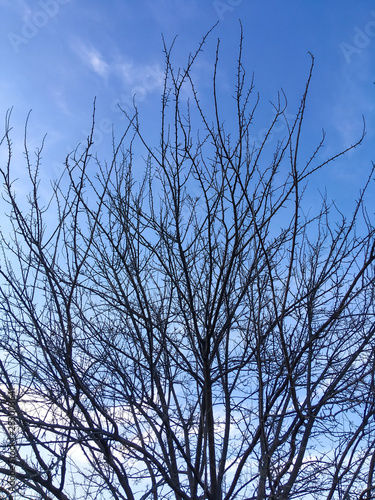 dry brown branches on trees against the sky in the autumn and winter season