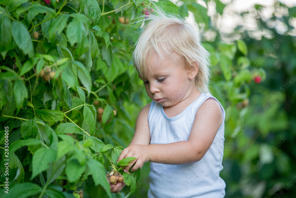 Little toddler boy, child, gathering raspberiies Little toddler boy, child, gathering raspberiies