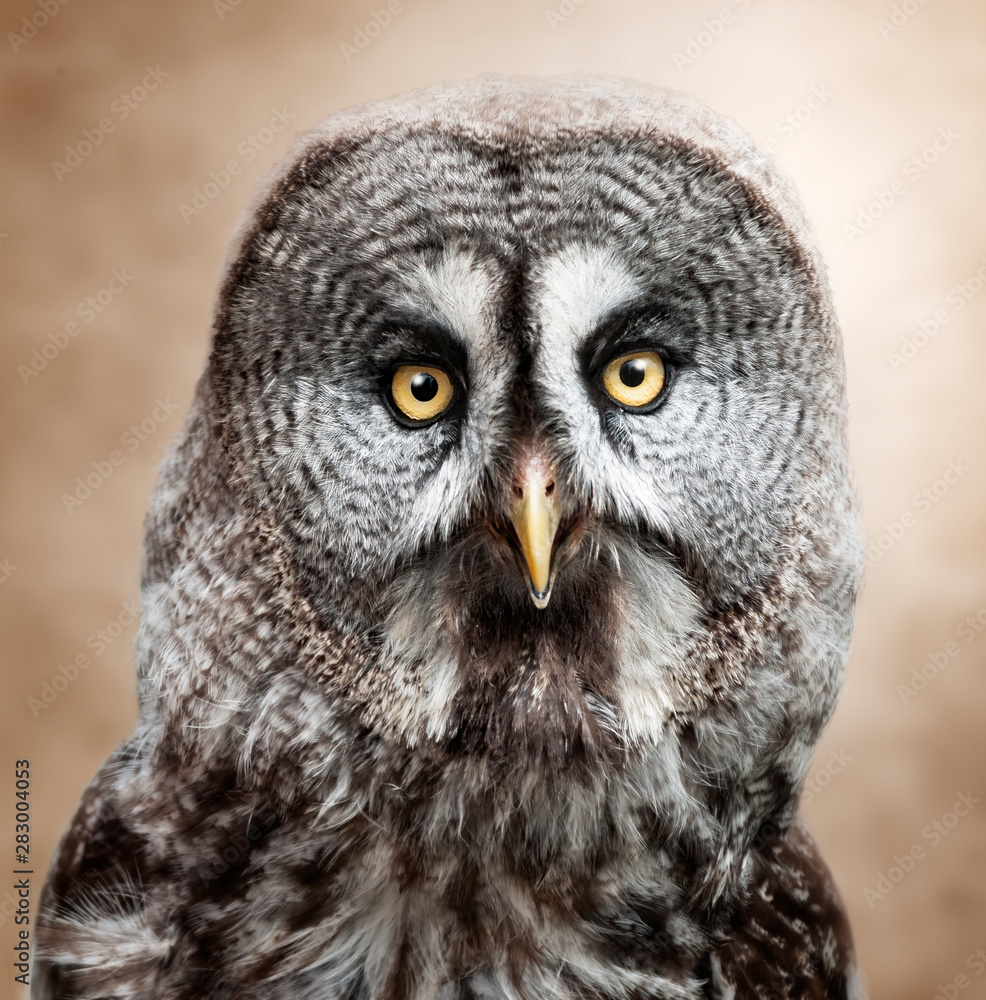 portrait of an owl portrait of an owl