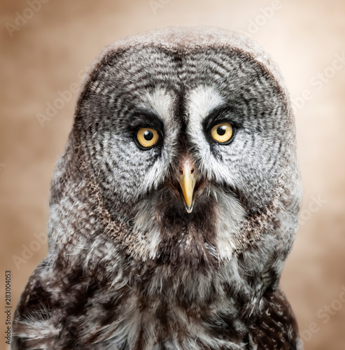 portrait of an owl © xyo33