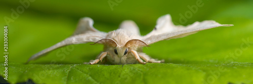 Billede på lærred silkworm on the leaf of a plant