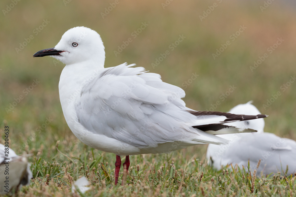 Black Billed Gull Endemic to New Zealand Black Billed Gull Endemic to New Zealand