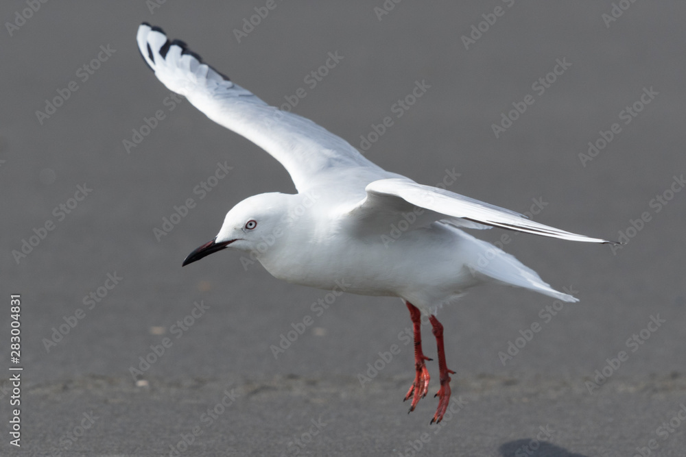 Obraz premium Black Billed Gull Endemic to New Zealand
