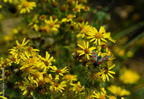 Wild Irish flowers  aroun Ireland 