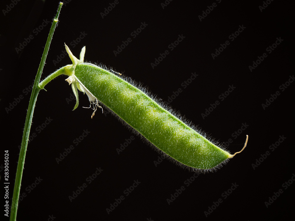 Sweet Pea flower seed pod against a plain natural black background