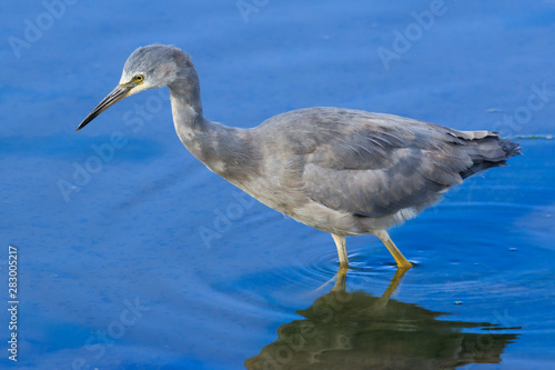 White faced heron in Australasia