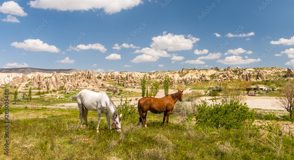 One horse over Cappadocia summer landscape, blue sky, Turkey