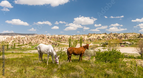 One horse over Cappadocia summer landscape  blue sky  Turkey
