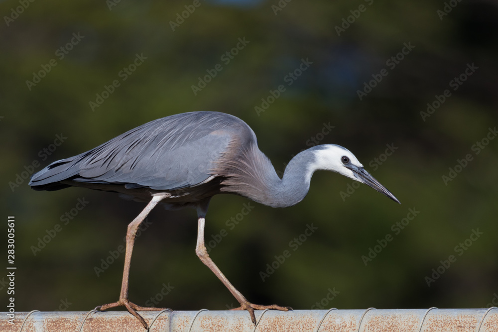 Fototapeta premium White faced heron in Australasia