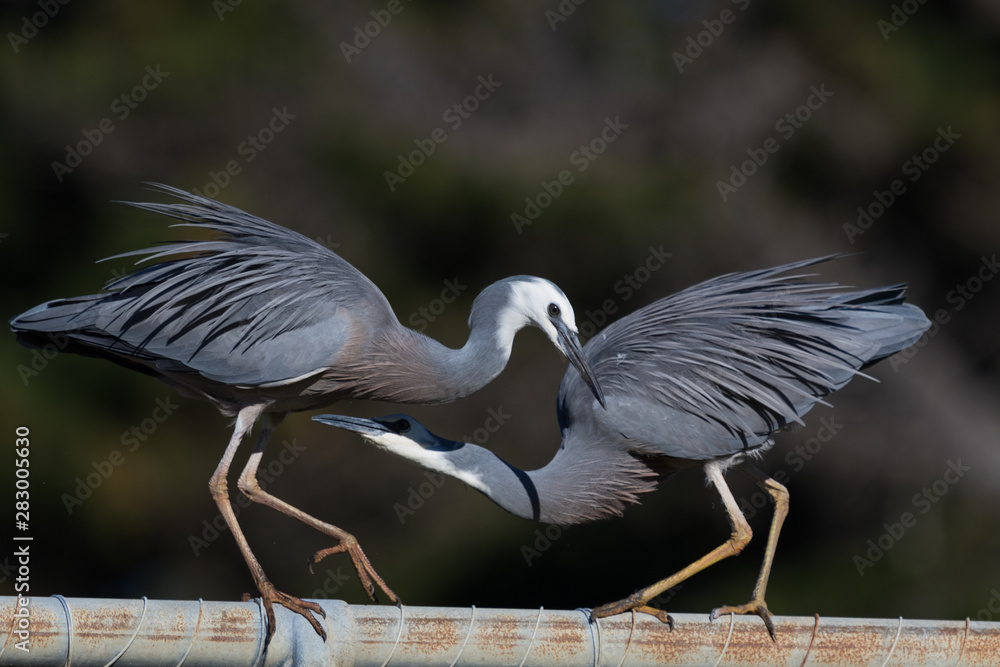 Obraz premium White faced heron in Australasia